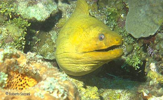 Gymnothorax funebris