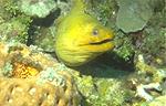 Green Moray (37k)