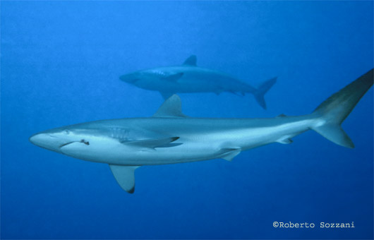 Squalo seta, Silk Shark, Carcharhinus falciformis
