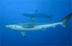 Reef Shark (26k)
