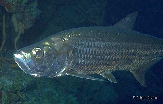 Megalops atlanticus