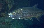 Tarpon (22k)