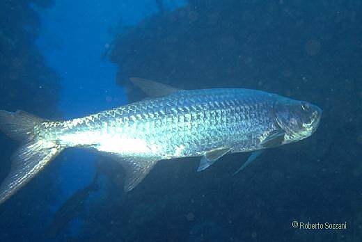 Megalops atlanticus