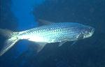 Tarpon (18k)