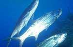 Tarpon (21k)