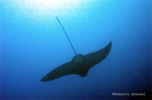 Aetobatus narinari