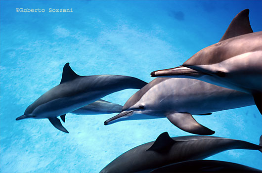 Delfino, Stenella longirostris, Spinner Dolphin
