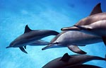 Spinner Dolphin (42k)