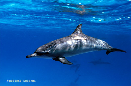 Delfino, Stenella longirostris, Spinner Dolphin