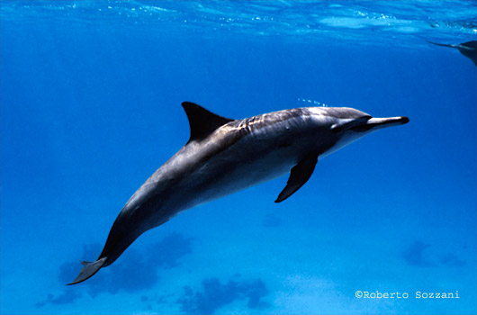 Delfino, Stenella longirostris, Spinner Dolphin