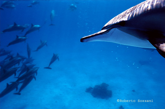 Delfino, Stenella longirostris, Spinner Dolphin