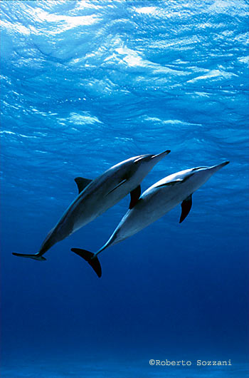 Delfino, Stenella longirostris, Spinner Dolphin
