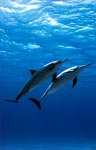 Spinner Dolphin (42k)