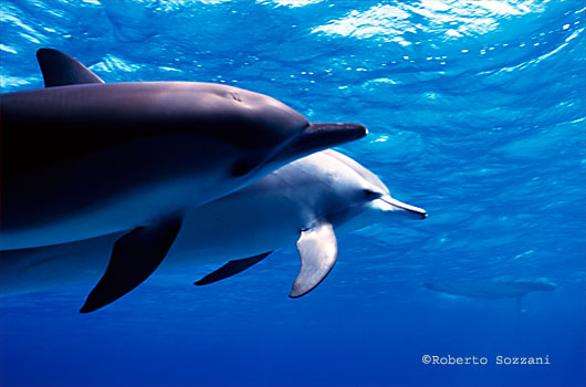 Delfino, Stenella longirostris, Spinner Dolphin