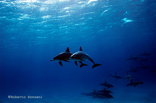 Delfino, Stenella longirostris, Spinner Dolphin