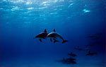 Spinner Dolphin (43k)