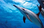 Spinner Dolphin (48k)
