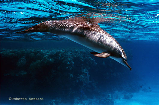 Delfino, Stenella longirostris, Spinner Dolphin