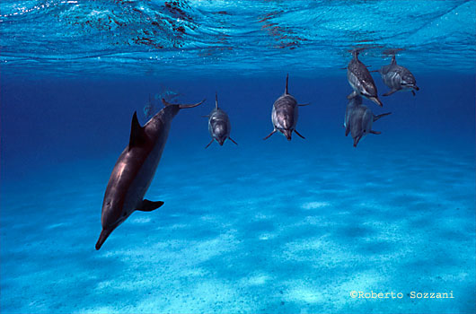 Delfino, Stenella longirostris, Spinner Dolphin