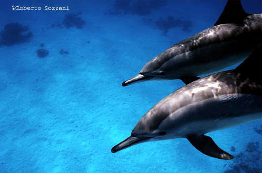 Delfino, Stenella longirostris, Spinner Dolphin