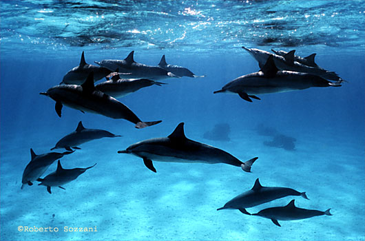Delfino, Stenella longirostris, Spinner Dolphin