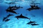 Spinner Dolphin (52k)