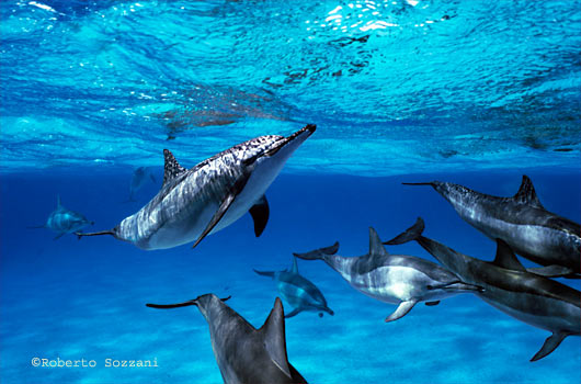 Delfino, Stenella longirostris, Spinner Dolphin