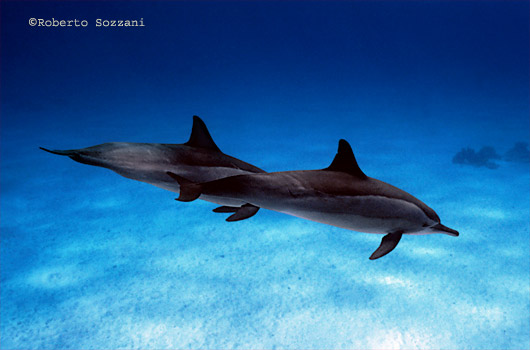 Delfino, Stenella longirostris, Spinner Dolphin
