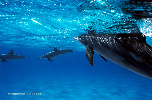 Delfino, Stenella longirostris, Spinner Dolphin