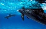 Spinner Dolphin (51k)