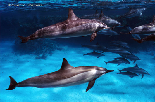 Delfino, Stenella longirostris, Spinner Dolphin