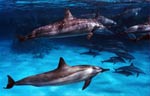 Spinner Dolphin (43k)