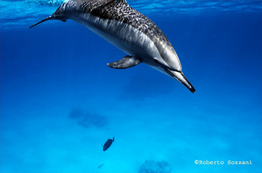 Delfino, Stenella longirostris, Spinner Dolphin