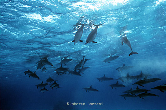 Delfino, Stenella longirostris, Spinner Dolphin