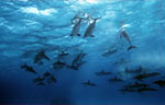 Spinner Dolphin (56k)