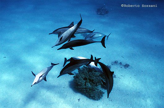Delfino, Stenella longirostris, Spinner Dolphin