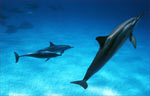 Spinner Dolphin (45k)