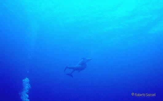 Delfino, Bottlenosed Dolphin