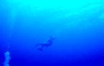 Bottlenosed Dolphin (9k)