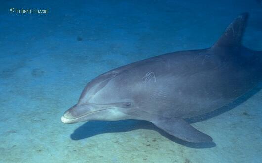 Delfino, Bottlenosed Dolphin