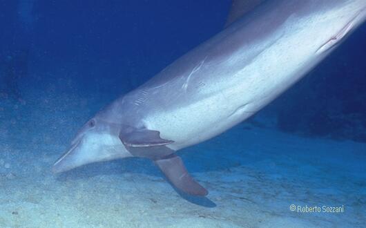 Delfino, Bottlenosed Dolphin