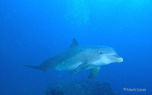 Delfino, Bottlenosed Dolphin