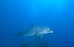 Bottlenosed Dolphin (12k)