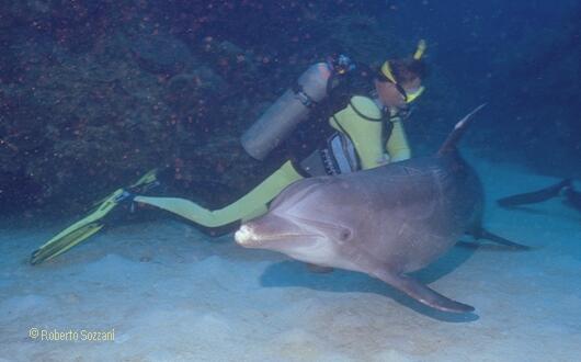 Delfino, Bottlenosed Dolphin