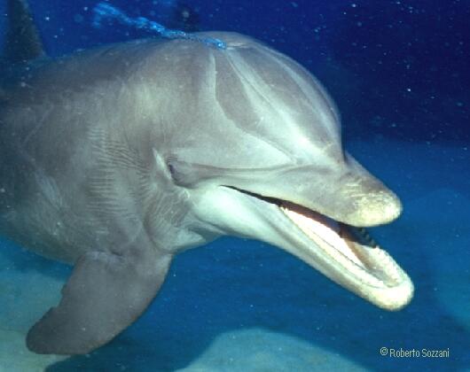 Delfino, Bottlenosed Dolphin