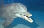 Bottlenosed Dolphin (24k)