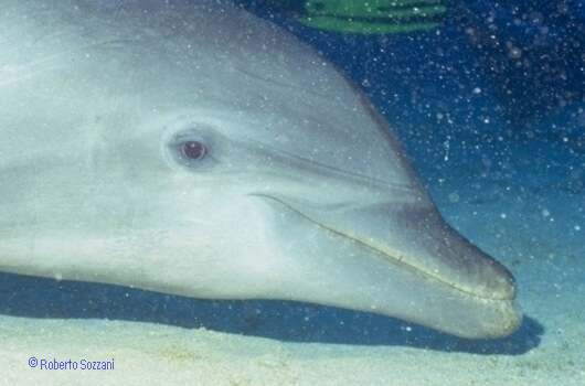 Delfino, Bottlenosed Dolphin