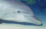 Bottlenosed Dolphin (18k)