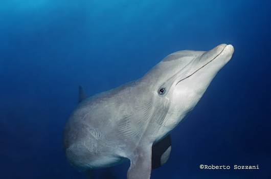 Delfino, Bottlenosed Dolphin