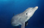 Bottlenosed Dolphin (18k)